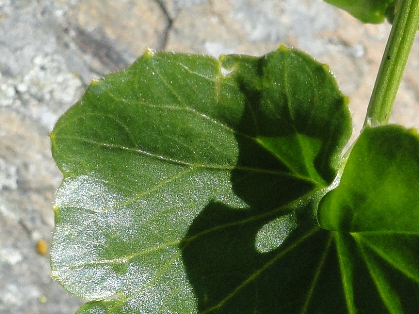 Cardamine asarifolia / Billeri a foglie rotonde